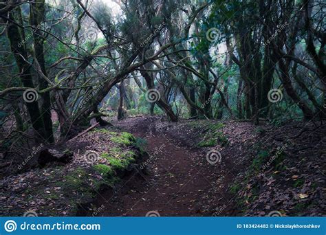 Path Through A Dark Forest Woodland Landscape Stock Photo Image Of