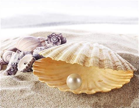 Pin by Andrea * on Gyöngy | Pearls, Sea shells, Shells