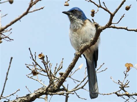 Woodhouses Scrub Jay Celebrate Urban Birds