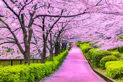 The Japanese Cherry Blossom Trees Tokio Life