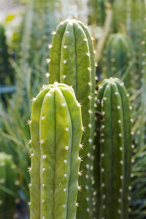 The Ancient Wonders Of The San Pedro Cactus — Flora Grubb Gardens