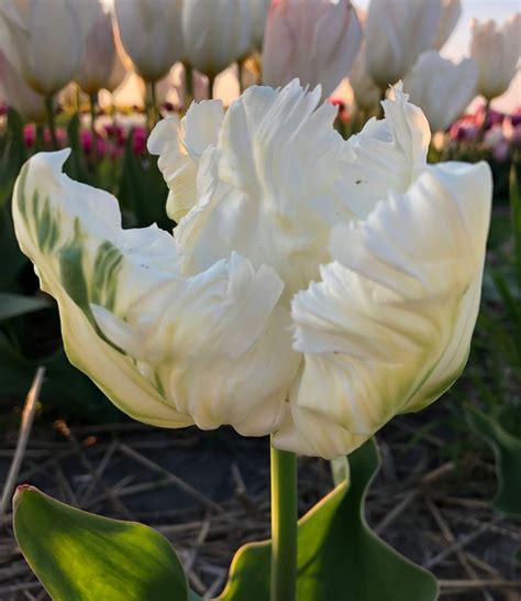 Tulip Bulbs White Parrot Unique And Elegant Tulip Tulip Store