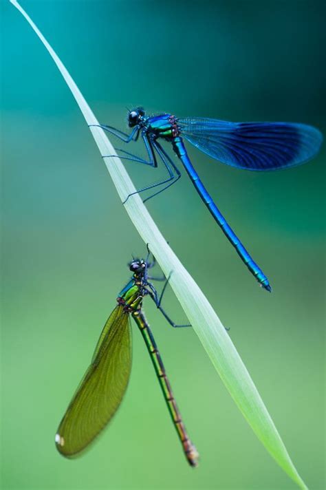 Dragonflies By Jesper Madsen On 500px Dragonfly Photos Dragonfly