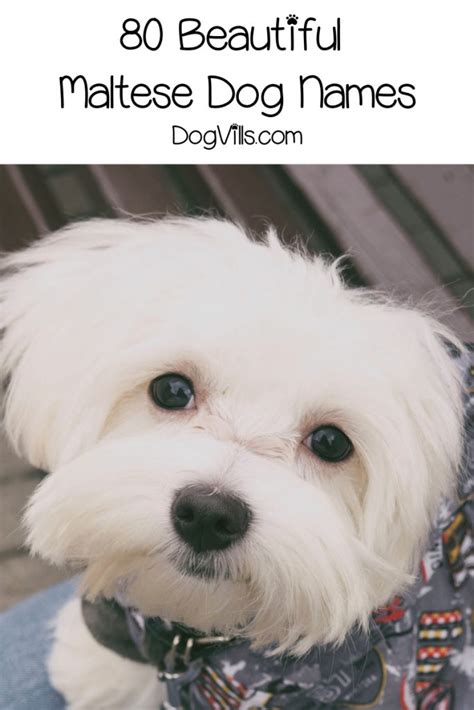 80 Beautiful Maltese Dog Names For Your New Pup Dogvills
