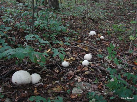 Calvatia Gigantea At Indiana Mushrooms