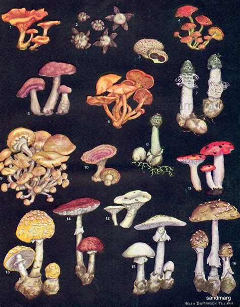Pin By Traikan 여 On Natural History Mushroom Art