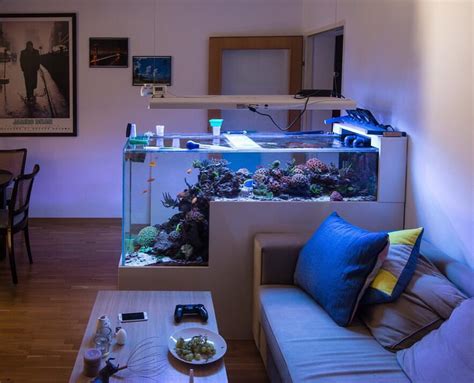 Fish Tank Table For Living Room The Fish Like To Hide Among The