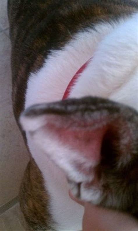 An aural hematoma is blood lying between the cartilaginous structure and skin of the pinna or within fractured aural cartilage. HEMATOMA DOG EAR FLAP - Wroc?awski Informator Internetowy ...