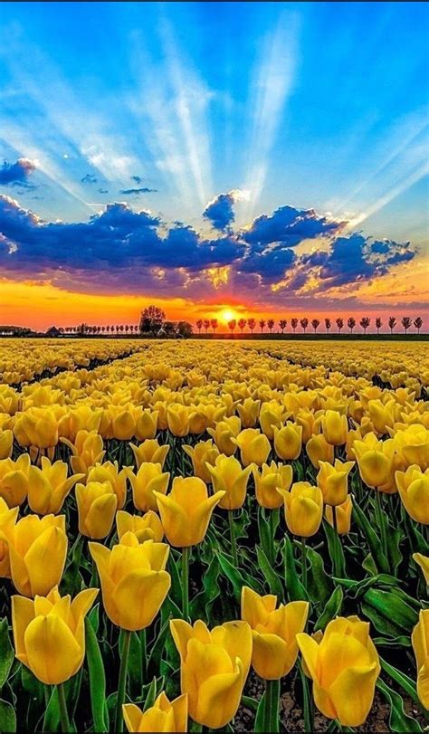 🌷 🌷 🌷 Tulip Fields Yellow Tulips Tulips