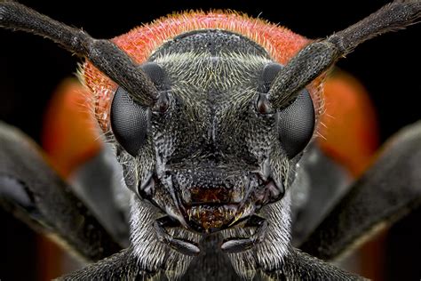 Extreme Macro Photography of Insect by Paulo Latães 99inspiration