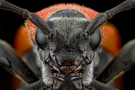 Extreme Macro Photography of Insect by Paulo Latães | 99inspiration