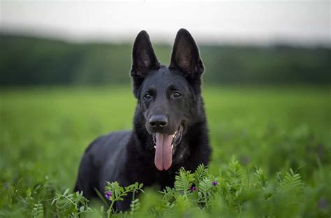 German Shepherd Colors Rarest To Most Common A Z Animals
