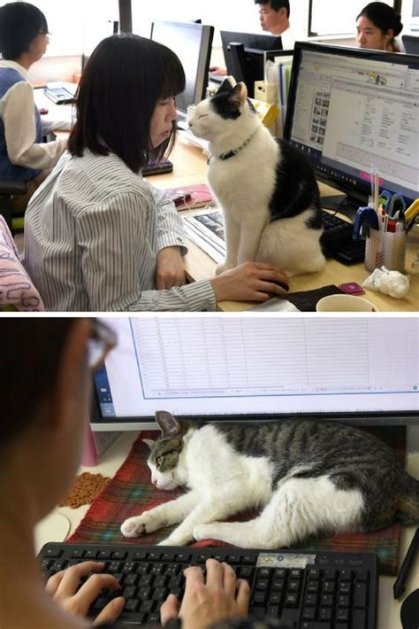 Every Office Needs A Kitty Kondo Check Out A Cat At The Cat Library Cattime Cats Cat Facts