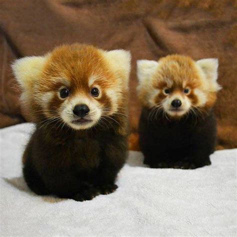 These Are Pumori And Rohan 3 Month Old Red Panda Cubs I