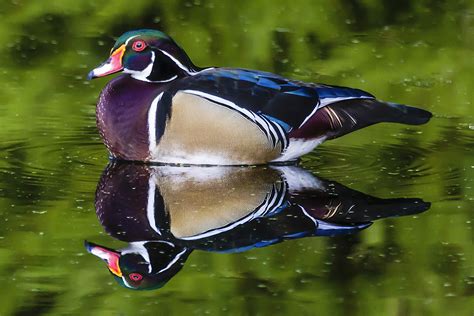 Oregon Duck Wood Duck Reflection