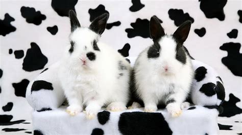 Hd Wallpaper Cow Print Bunny Rabbit Hd Two Balck And White Rabbits