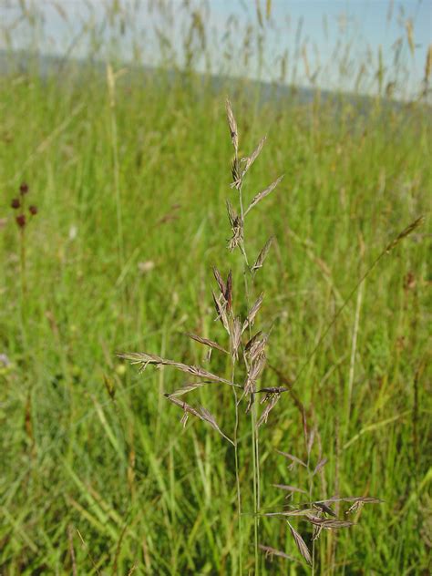 Schedonorus Arundinaceus Tall Rye Grass Go Botany