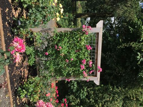 Pick A Proper Trellis Heirloom Roses