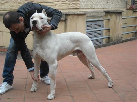 Todo Sobre El Perro Dogo Argentino Precios Tipos Carácter Cuidados