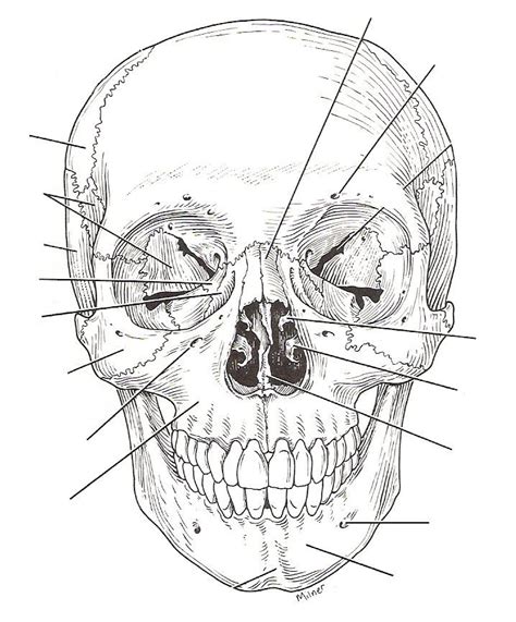 Skull Anatomy Skull Anatomy