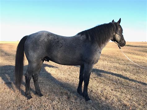 Pin By 6shoe On Blue Roan Quarter Horse Stud And Other Roan Horses
