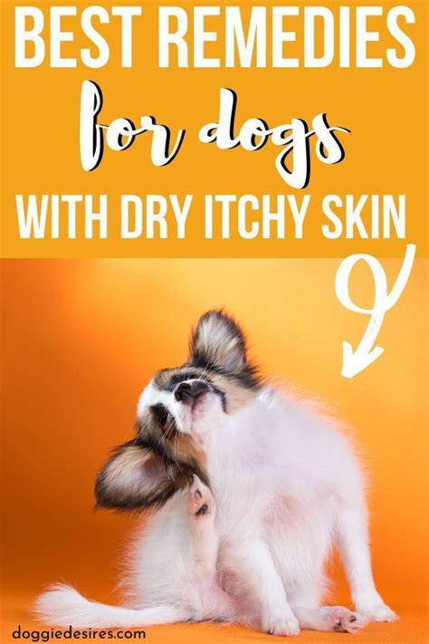Collectively, these allergens work together to cause pruritus, the fancy word used for itchiness, in allergic dogs. Home Remedies for Dogs Dry Itchy Skin | Dog itchy skin ...