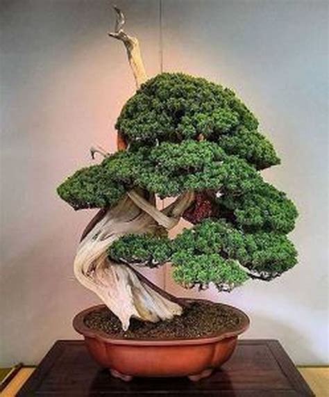 45 Unique Bonsai Trees Gardening Ideas For Backyard Ara Home