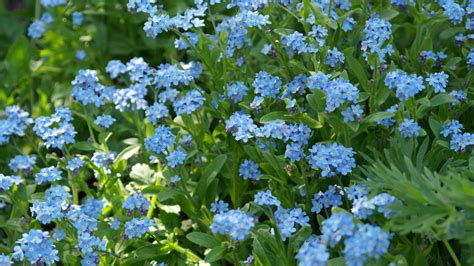 Free Images Nature Blossom Meadow Bloom Herb Blue Wild Flower