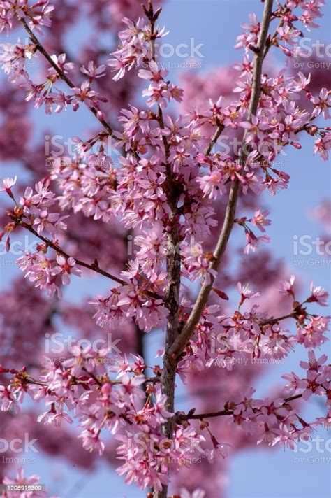 Prunus Okame Flowering Early Spring Ornamental Tree