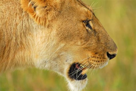 Female Lion Panthera Leo Masai Mara National Reserve K Flickr