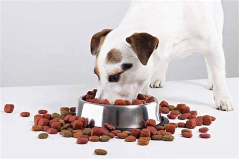 Alimentos Para Perros 5 Elementos Claves Que Debes Conocer 23838 Hot