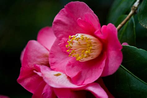 Japanese Camellia The Official State Flower Of Alabama Photograph By