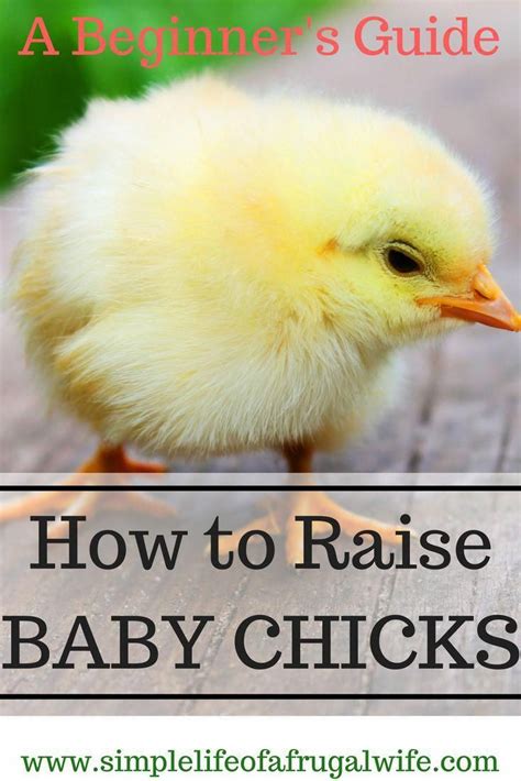 How To Look After Baby Chicks A Beginner S Guide Baby Chicks Raising Baby Chicks Raising