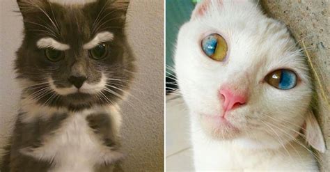11 Extraordinary Cats You Need To See With Your Own Eyes