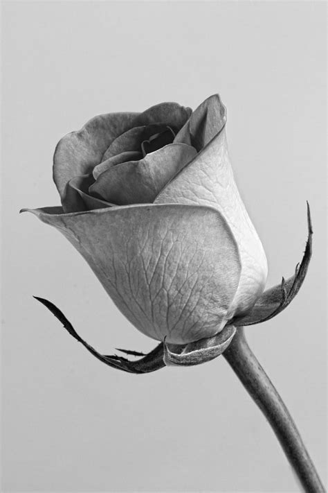 You only paint with this. Royalty-Free photo: Grayscale photo of rose | PickPik