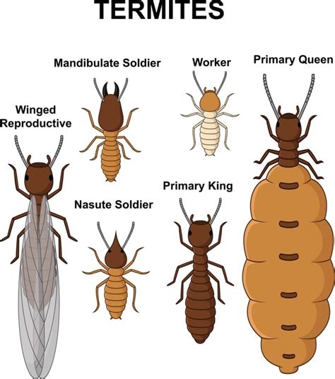 Termites In Arizona A Complete Guide