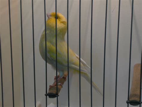 Types Of Canaries Melbourne Canary Improvement Society