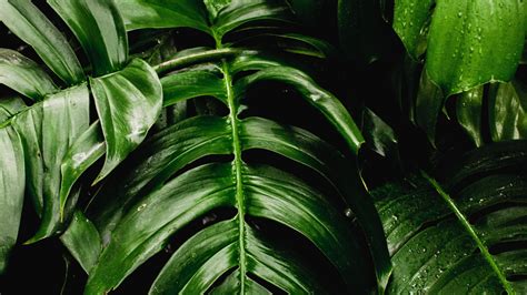 Download Wallpaper 1366x768 Fresh Plants Green Leaf Big Tablet
