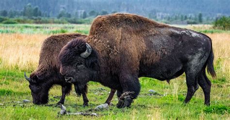 Wood Bison Animal Facts Bison Bison Athabascae A Z Animals