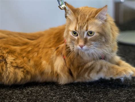 Pet Of The Week Cute Orange Tiger Cat Named Keith Looking For Loving