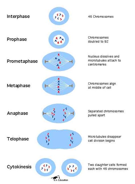 Cell surface membranes also contain receptor proteins that the cell on the left is going through mitosis and its chromosomes have condensed. Living Environment: Mitosis