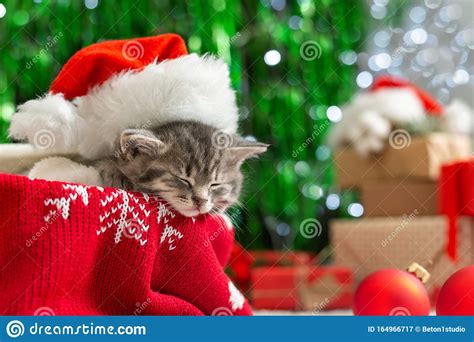 Christmas Cat Wearing Santa Claus Hat Sleeping On Plaid Under Christmas