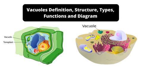 Vacuoles Definition Structure Types Functions And Diagram