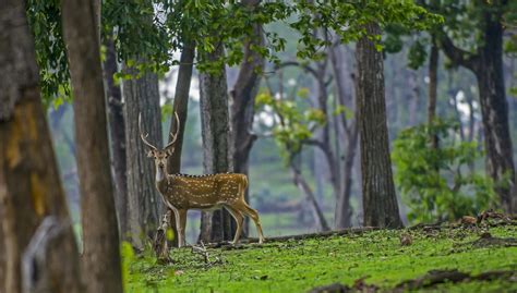 Male Chital Or Spotted Deer Have Three Tined Antlers That Shed Each