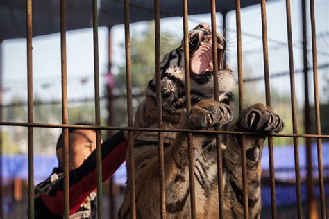 Top 147 Animals Tortured In Circus