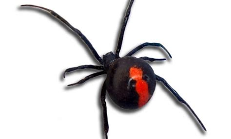 Red Back Spider Pest Control From 170 All Species Of Spiders