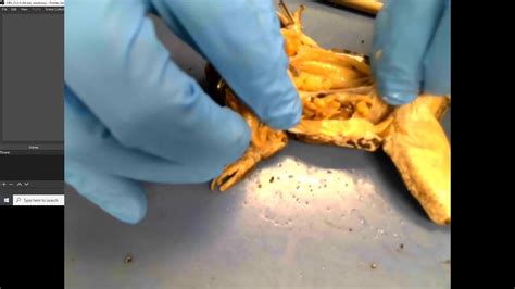 Frog Dissection Youtube