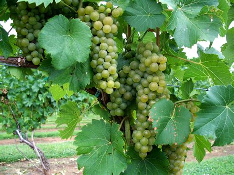 Health Benefits Of Cute Fruits Grapes The Ayurveda
