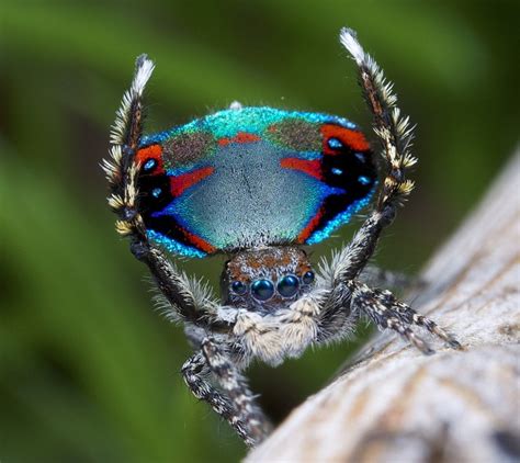 Bizarre Dance Of The Colourful Peacock Spider Caught On Camera Daily