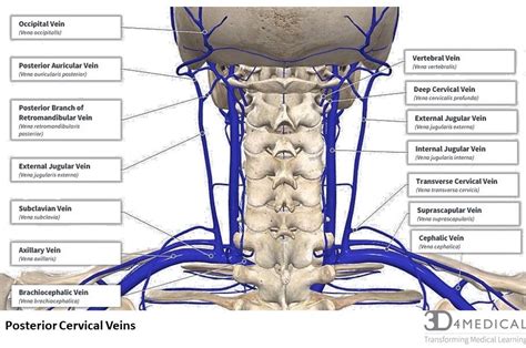 Anatomy Of Neck Veins Anatomy Diagram Book